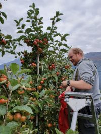 Endre feltregistrering eple